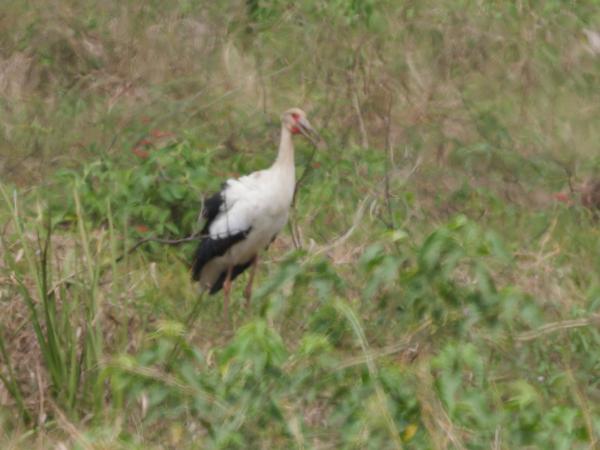 Magoeari (Ciconia maguari)